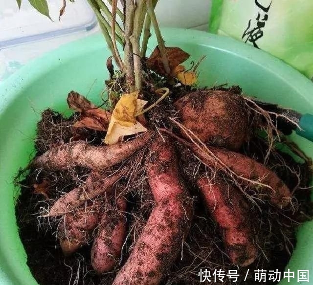  『刚发芽的红』花盆里种了一个小红薯，100天内装满红薯“孩子”的香气很甜，很好吃