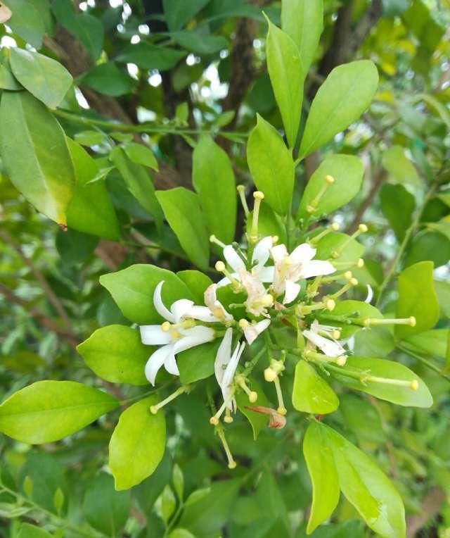  千里香|路边这种开着白色花朵的植物为何叫千里香呢？