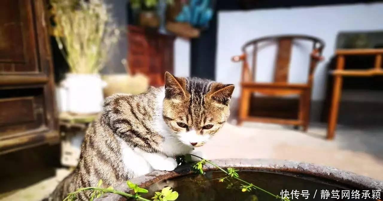 这座低调小城承包了浙江最美的春天, 清明去过两三天乡下生活~