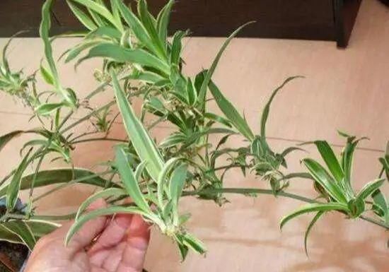  『分盆』春天这4种花最爱“下崽子”，一盆变十盆，赚翻了！