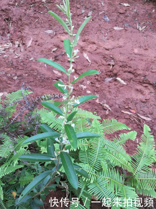  【农村】农村山上的稀罕物，现在越来越少了，过几年不知是否还