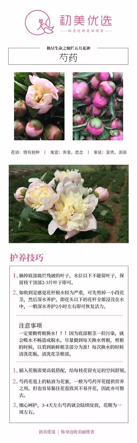  『贴士』【养护贴士】重瓣芍药
