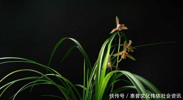 【生长期】兰花生长期停滞,或者生长缓慢,如何处理