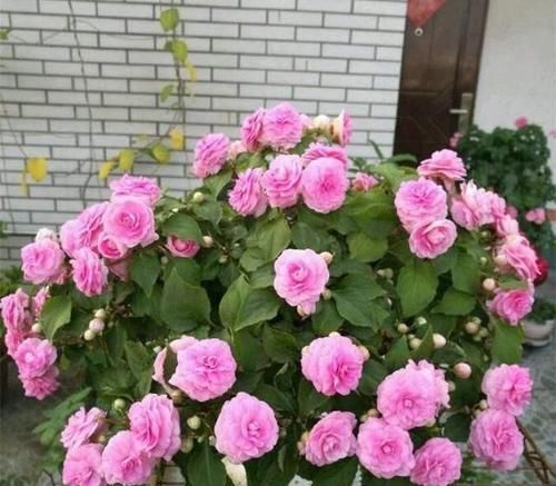  「艳丽」此花，花色艳丽花量大，好看好养颜值高，阳台摆一盆，能变成花海