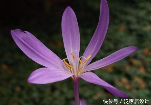「喜欢」喜欢养护漂亮花卉,就选择花期长、花色艳,开花量繁多的5种花卉