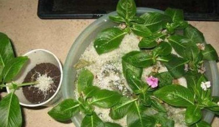  『茉莉花』4种花插土里就活，10天就生根，一年开花200多天，新手也能养好！