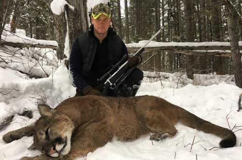 #美洲狮#美洲狮是兽中之王, 还是臣服于熊 狼 美洲虎等更强的食肉动物?