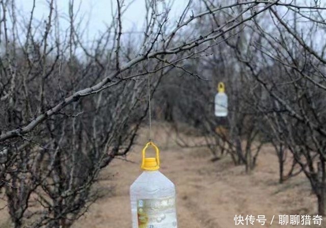 男子在果树上挂满了瓶子,村民们看到后都说是个好办法,太聪明了！