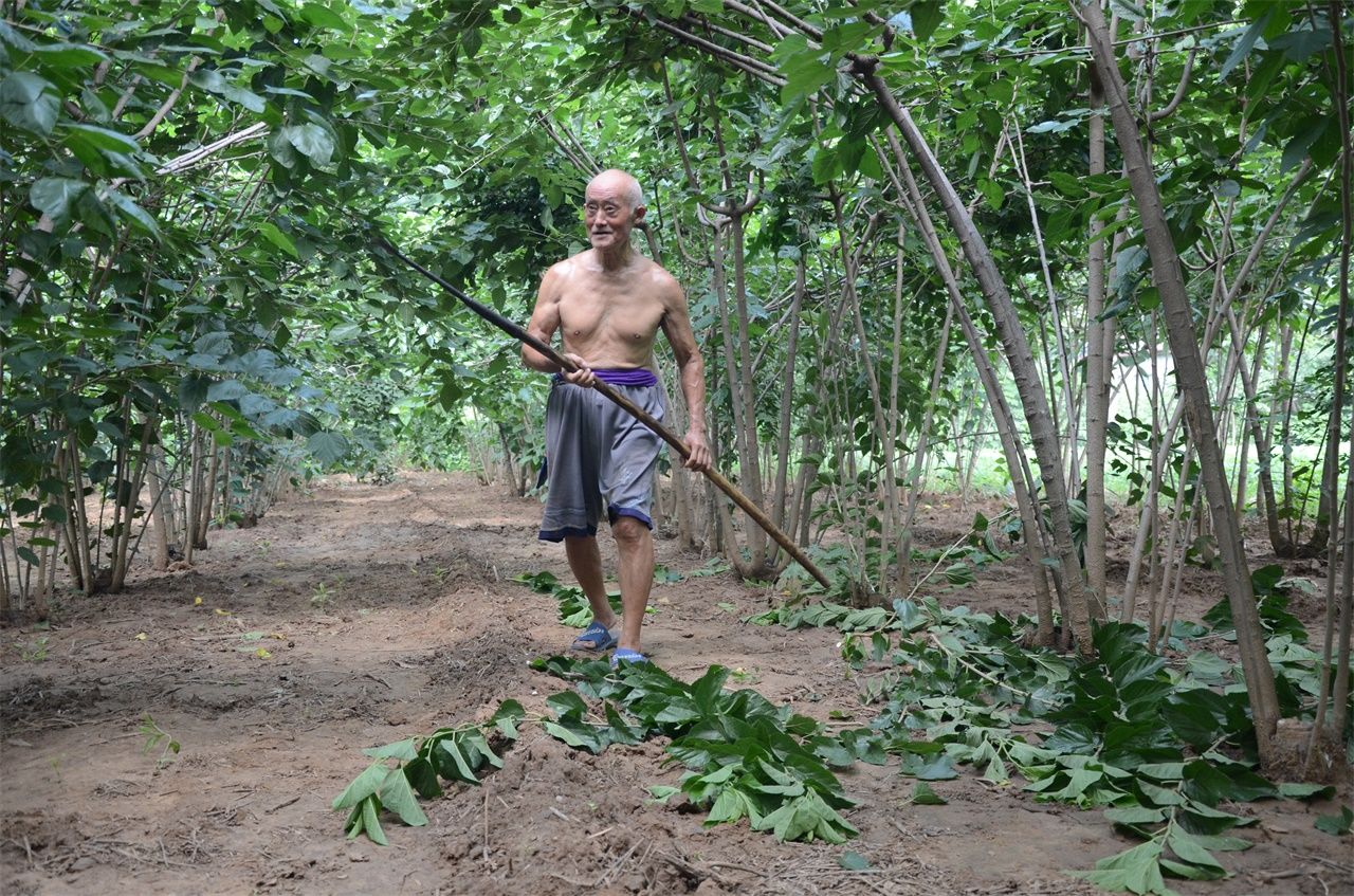 农村七旬老人植桑制杈50年，一年做五百杆桑杈，感叹手艺要消失
