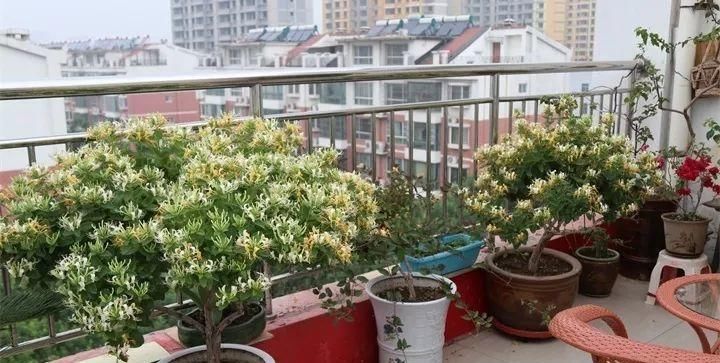  『吃能』家里养这4种花，能赏能吃能治病，赚大啦！