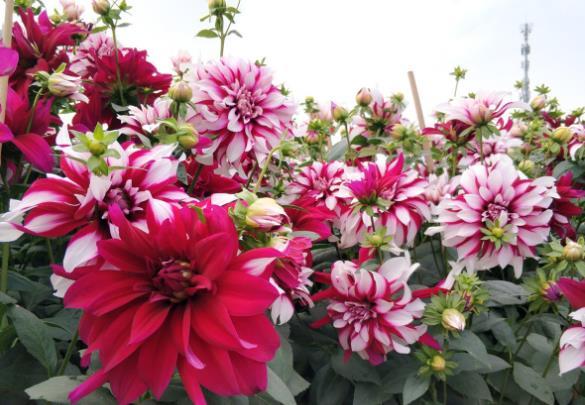  『植物』4种花不适合阳台养，有个大院子，才能养得好看！