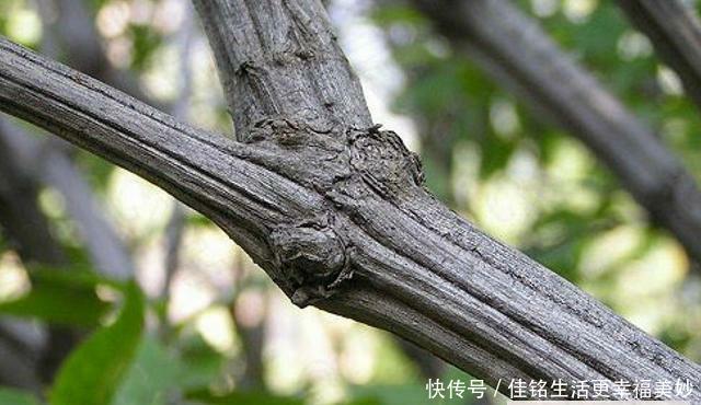  树木@这种树木，人称“降龙木”，当下极为珍贵，且价值胜比黄金