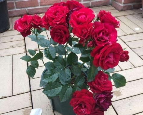  #阳光#它是公认的阳台宠儿，颜值胜玫瑰，花香胜茉莉，好养耐活，超赞！