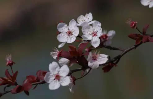  【园林景观】赏花不知花叫啥？一份春季花朵辨认指南请查