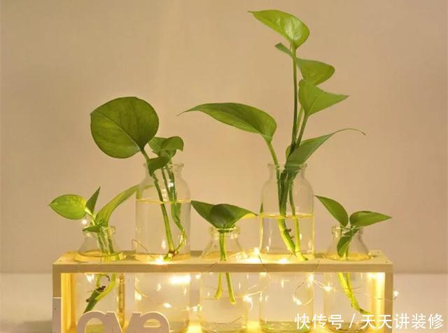  [图片作者]15种超级好养的花，不死鸟居然不是第一，“养花杀手”们试一试吧