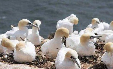 世界上最特别的小岛，明明无人居住，可岛的海拔一年却升高3米！