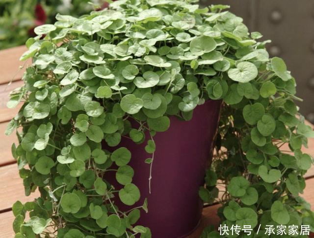 「值钱」池塘边,倘若看到1种“马蹄金”,请别踩踏,比铜钱草值钱,珍贵