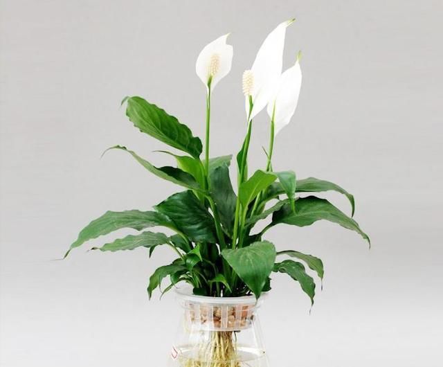  『解决』水培绿植里放条鱼，烂根黄叶都解决，更具美感，冬天绿叶呼呼长！