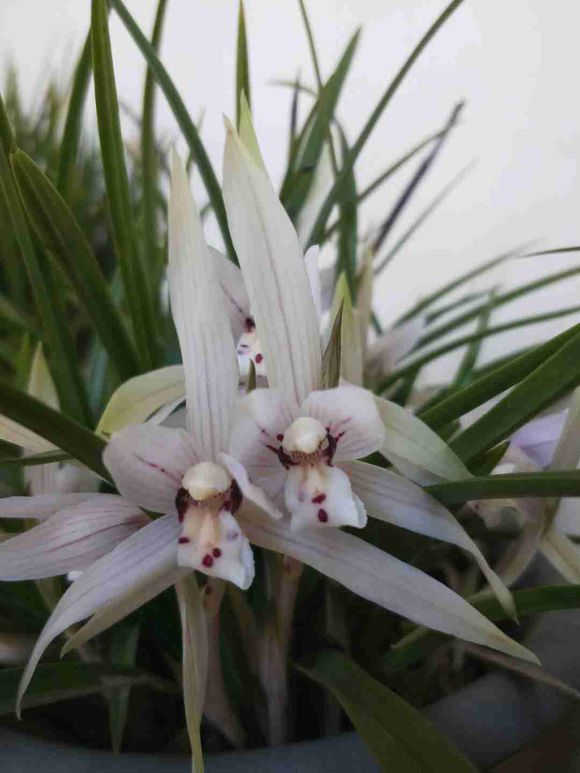 一盆兰花养了10年，苗多叶壮年年开花，兰友出价5000都没卖