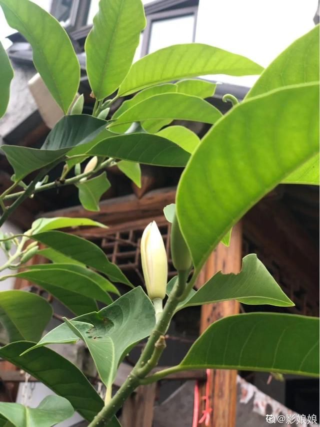 『生活』有一方小院,和你一起养花种草,这样就挺好