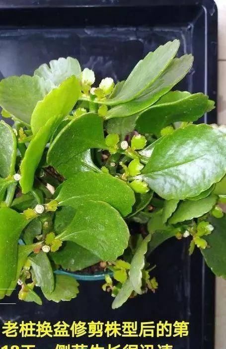  植株进行：家里的长寿花不开花？养成老桩花多到爆