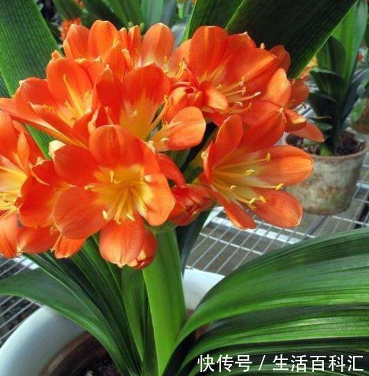  [养花]家庭养花如何浇水？注意3个“细节”，根系壮，开花多，植株旺