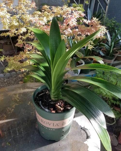  『植物』养“兰科”植物，用这4种“宝贝”，疏松透气，不烂根长的快