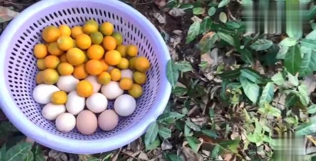  乡村■乡村家婆养了30只土鸡，去鸡棚捡生鸡蛋，想不到有意外的惊喜