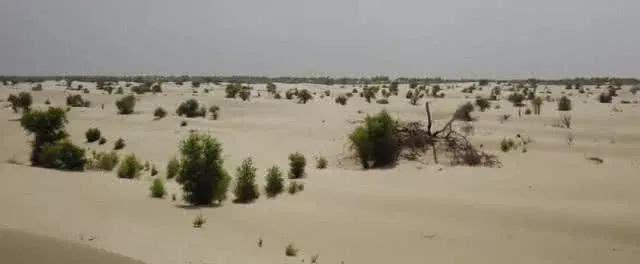 马云耗资两亿打造的蚂蚁森林，现在成了这样，我们也付出