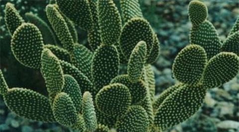  『植株』仙人掌这么养，侧芽冒不停，叶片肥厚，俩月就爆盆