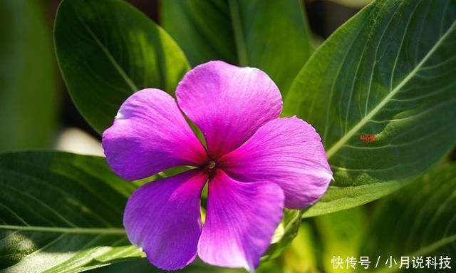  [花盆]3种花是“爆盆机器”，开花溢出花盆，满屋都是花香味，四季开花