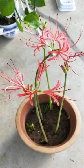  #仿若#这植物叫蟑螂花？其实人家本名叫这个，一绽开仿若盛大烟火！
