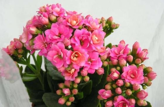  [好运]“4种花”一定要养，日子越过越红火，吉祥如意招好运，家族兴旺