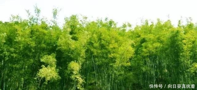  【高速】广西这个县厉害了! 高速公路贯通全县乡镇, 县域经济腾