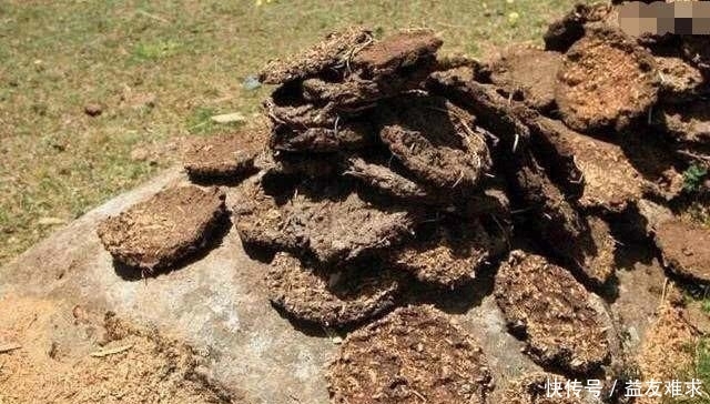 印度最“牛”公交，牛粪当动力！网友：领先中国十年，就是臭了点