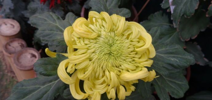 喜欢菊花的不是盆景“精品玫瑰”中的樱桃白兰地，而是美丽而令人