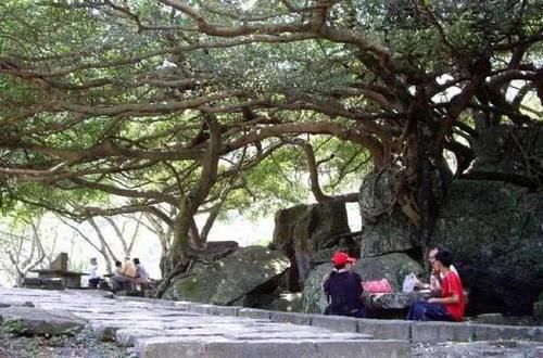  [乘凉]大树底下好乘凉，被“洋辣子”蛰伤怎么办？别慌，解药就在它身上