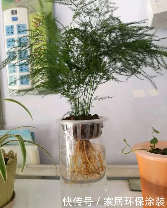 『水培花卉』水培掌握8个小窍门,绿萝爬满墙,吊兰猛抽枝!