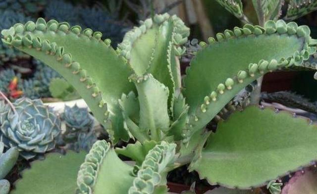 「种植物」河边的“1种野草”,被称为“不死鸟”,挖1棵养,繁殖10棵,值