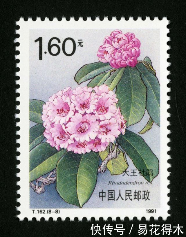 「杜鹃」国家Ⅱ级珍稀濒危物种|花色妖娆的大王杜鹃