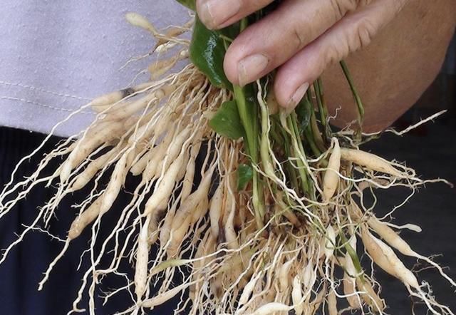  【碰见】尤其珍贵的“1种野草”，被称为“沿阶草”，碰见请保护