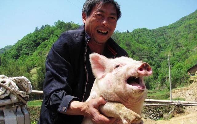  [猪瘟]一会禁止养猪，一会又鼓励养猪！猪瘟不可怕，怕就怕专家