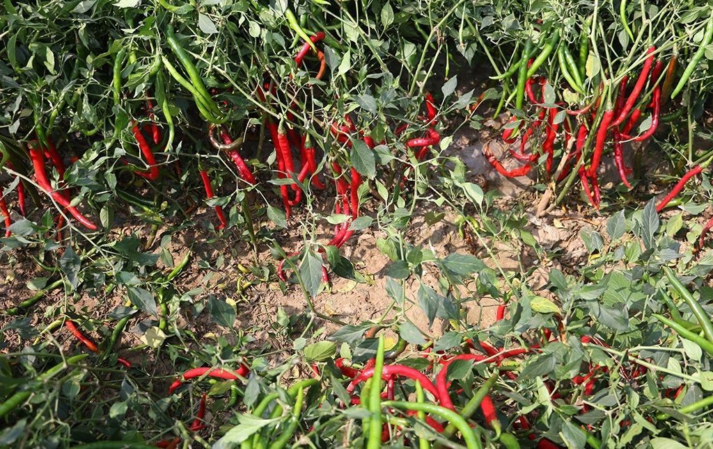 农村大伯种植的辣椒，做了辣椒酱，年赚上万元