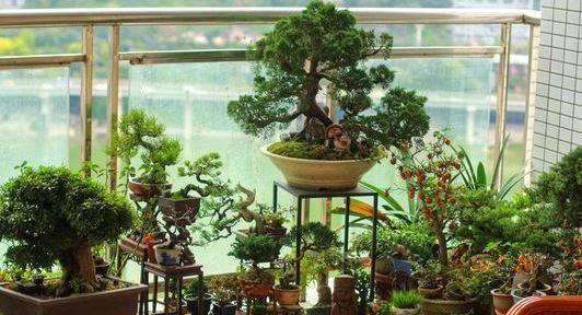  『盆栽』盆栽植物总烂根,知道这4个原因还不够,解决方法更重要