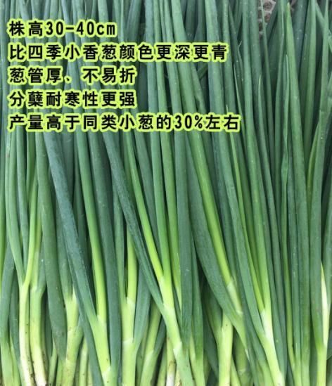  #春季#这个葱种，一年四季都能种！春季栽培，商品性更好！更好卖，价高