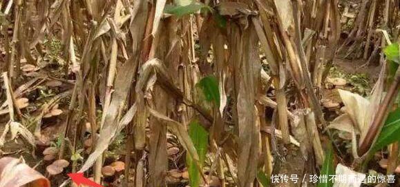 6旬大妈在玉米地里种这个怪东西，收获竟是玉米的一千倍