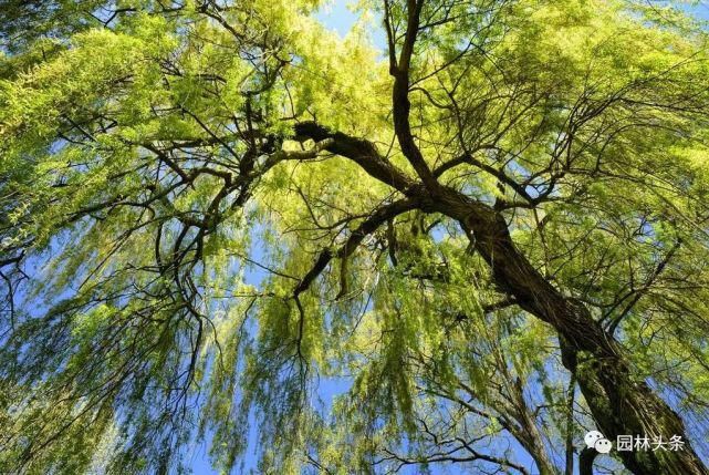  【棕榈科伞形】558种 · 园林植物配置大全
