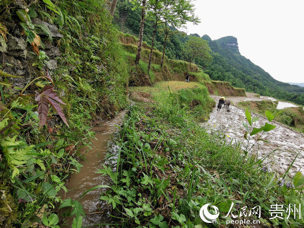  「群众」贵州德江出水村：昔日矛盾水变成脱贫幸福泉