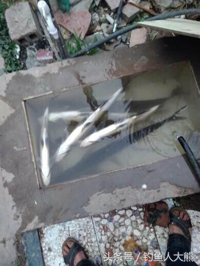 70岁老翁喜欢用这种方式钓翘嘴鱼,从不担心没