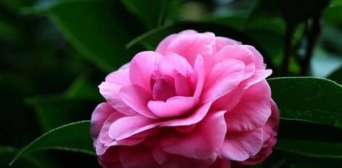  『时间久』茶花“花苞大”，北方家里养茶花为什么容易死？